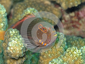 ÃÂ©pervier ÃÂ  tempe annelÃÂ©e Paracirrhites arcatus